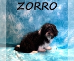 Image preview for Ad Listing. Nickname: Zorro