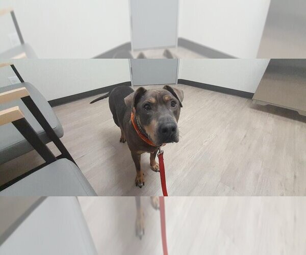 Medium Photo #3 Chinese Shar-Pei-Unknown Mix Puppy For Sale in Brewster, NY, USA