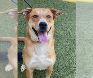 Labrador Retriever-Unknown Mix Dogs for adoption in Fayetteville, NC, USA