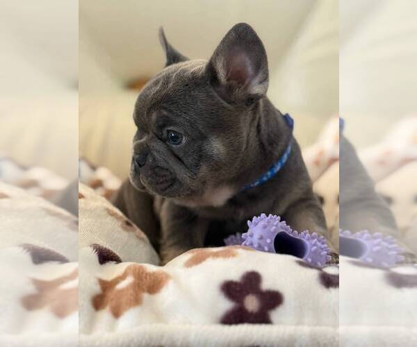 Medium Photo #5 French Bulldog Puppy For Sale in MC GRAW, NY, USA