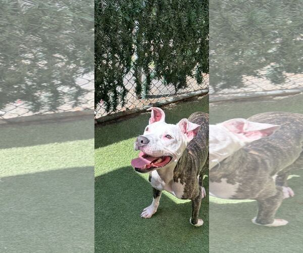 Medium Photo #3 American Bulldog-Unknown Mix Puppy For Sale in Miami, FL, USA