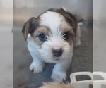 Small #8 Biewer Yorkie