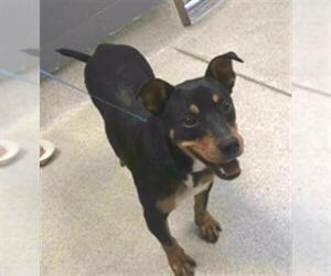 Medium American Staffordshire Terrier-Dachshund Mix