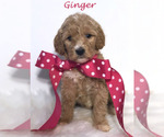 Small Photo #32 Goldendoodle Puppy For Sale in DEMOPOLIS, AL, USA
