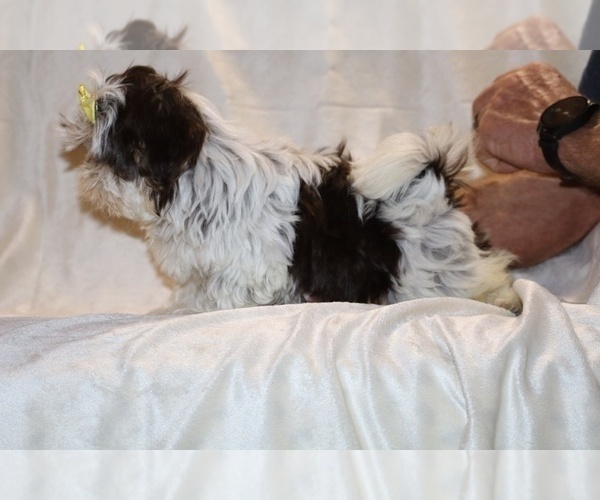 Medium Photo #26 Shih Tzu Puppy For Sale in DYERSBURG, TN, USA