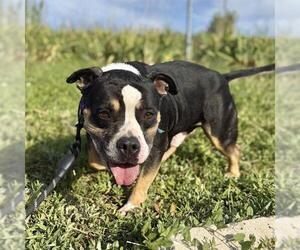 Staffordshire Bull Terrier Dogs for adoption in Aurora, CO, USA