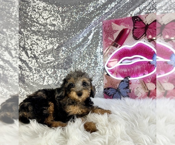 Medium Photo #2 Bernedoodle (Miniature) (+ Poodle Miniature) Puppy For Sale in INDIANAPOLIS, IN, USA