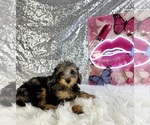 Ally Mae - Male Bernedoodle (Miniature) (+ Poodle Miniature) Puppy for Sale - Photo #2