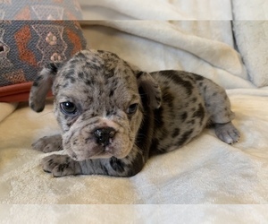 French Bulldog Puppy for sale in JOHNS ISLAND, SC, USA