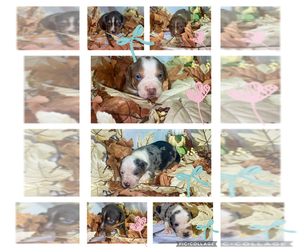 Catahoula Leopard Dog Litter for sale in ALTHA, FL, USA