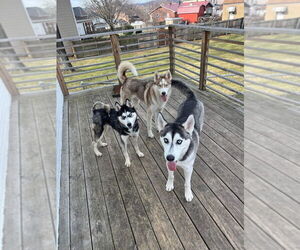 Kira - Female Siberian Husky-Unknown Mix Dog for Adoption - Photo #2
