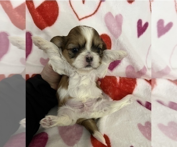 Medium Photo #4 Shih Tzu Puppy For Sale in DOWNEY, CA, USA