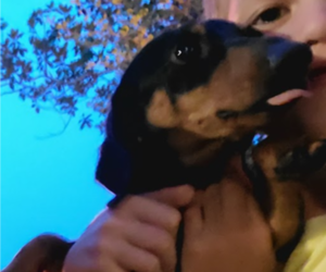 Dachshund Puppy for sale in CONROE, TX, USA
