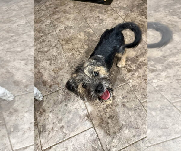 Medium Photo #2 Mutt Puppy For Sale in Germantown, OH, USA