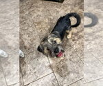 Small #1 Mutt
