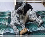 Small #3 Border Collie Mix