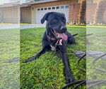 Small #5 Labrador Retriever Mix