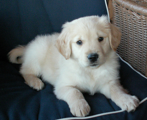 Golden Retriever Puppy for sale in ASH GROVE, MO, USA