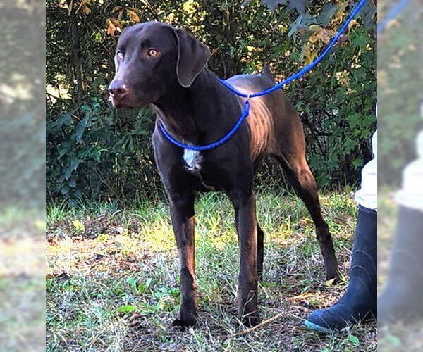 Medium Photo #2 Labrador Retriever-Unknown Mix Puppy For Sale in Wetumpka, AL, USA