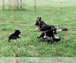 Small Photo #1 German Shepherd Dog Puppy For Sale in SAINT CLOUD, FL, USA