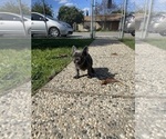 Small Photo #5 French Bulldog Puppy For Sale in MODESTO, CA, USA