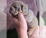 Small #5 Bulldog