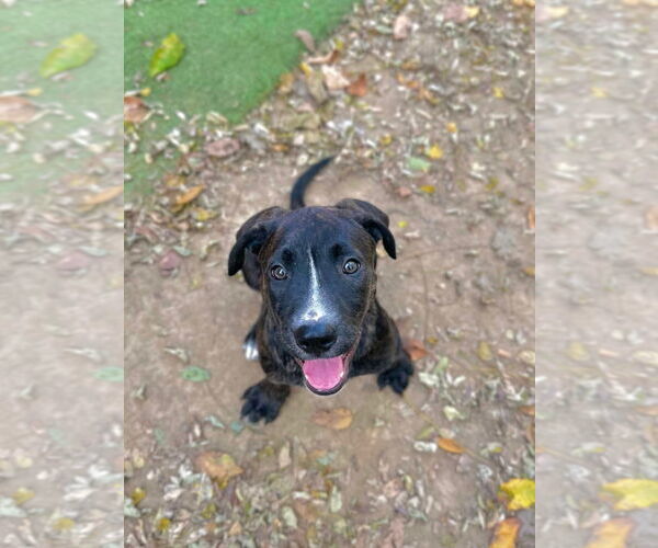 Medium Photo #23 American Staffordshire Terrier-Unknown Mix Puppy For Sale in Germantown, OH, USA