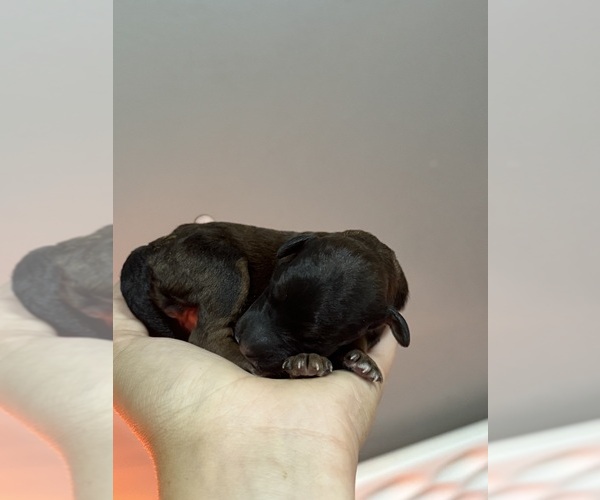 Medium Photo #3 Poodle (Standard) Puppy For Sale in LONGMONT, CO, USA