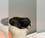 Small #2 Poodle (Standard)