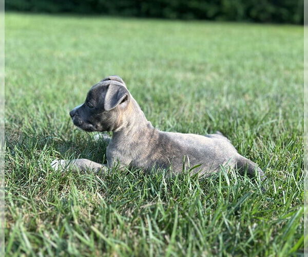 Medium Photo #2 American Pit Bull Terrier-Unknown Mix Puppy For Sale in Springdale, PA, USA