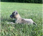 Small #1 American Pit Bull Terrier Mix