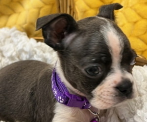 Boston Terrier Puppy for sale in GILMER, TX, USA