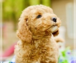 Small Photo #5 Goldendoodle (Miniature) Puppy For Sale in HUNTINGTON, AR, USA