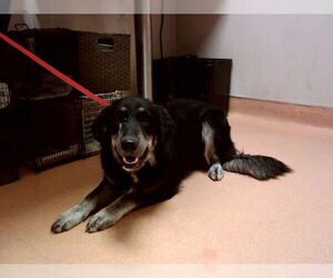 Pyrenees Husky Dogs for adoption in Martinez, CA, USA