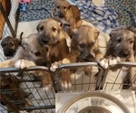 Small Photo #1 Irish Wolfhound Puppy For Sale in ANN ARBOR, MI, USA