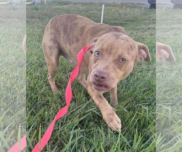 Medium Photo #4 Mutt Puppy For Sale in Oakhurst, NJ, USA