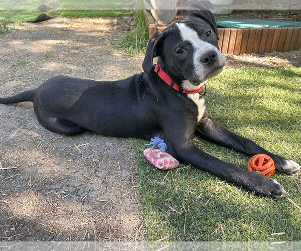 Medium Photo #3 Boxer-Unknown Mix Puppy For Sale in Brooklyn Center, MN, USA