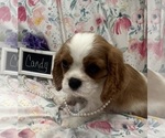 Small #1 Cavalier King Charles Spaniel