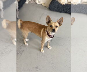 Paco #0444 - Male Chihuahua Dog for Adoption - Photo #2