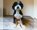 Small Photo #11 Bernedoodle (Miniature) Puppy For Sale in ROY, UT, USA