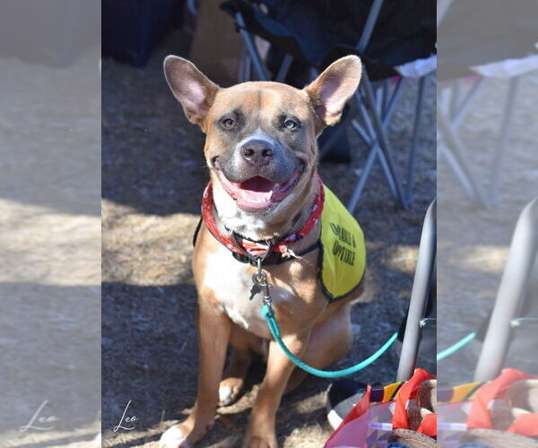 Medium Photo #4 Labrador Retriever-Unknown Mix Puppy For Sale in Brewster, NY, USA