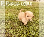 Small Photo #86 Goldendoodle Puppy For Sale in WEST PLAINS, MO, USA