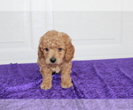 Small Photo #11 Goldendoodle (Miniature) Puppy For Sale in BLOOMINGTON, IN, USA