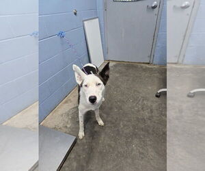 Siberian Husky-Unknown Mix Dogs for adoption in Evansville, IN, USA