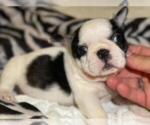 French Bulldog Puppy for sale in BOSTON, MA, USA