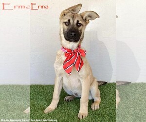 German Shepherd Dog Mix Dog for Adoption in San Diego, California USA