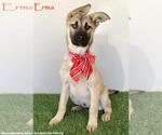 Small German Shepherd Dog Mix