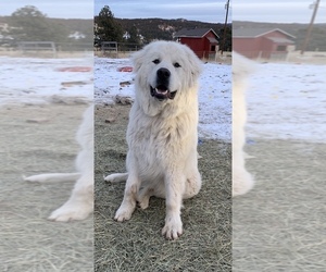 Father of the Anatolian Shepherd-Great Pyrenees Mix puppies born on 02/11/2022