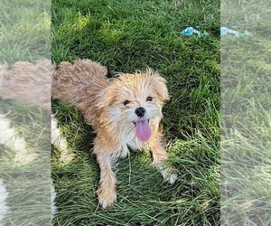 Morkie Puppy for sale in ROCK VALLEY, IA, USA