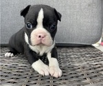Image preview for Ad Listing. Nickname: Male Boston